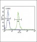 DFFB Antibody (N-term)